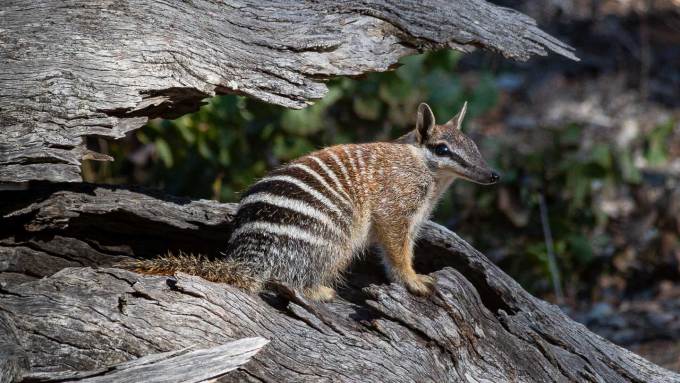 A numbat, brown and black marsupial with white stripes and a pointy nose, sits on a log.