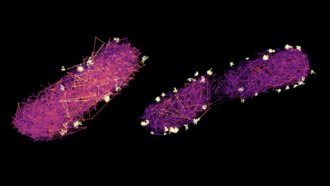 A microscope image of two cells side-by-side with a mutant cell on the left and a normal, secreting cell on the right. The cells appear purple in the image and the zigzag paths of proteins that shuttle cargo to the syringe-like secretion systems bacteria use to inject things into their hosts light up. White blobs at the edges of the cells mark the drop-off spots.