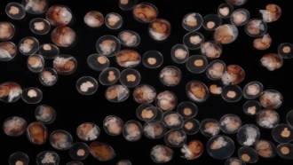 A photo full of rough periwinkle snails embryos. The snails within the embryos appear a beige color which stands out against the black background.