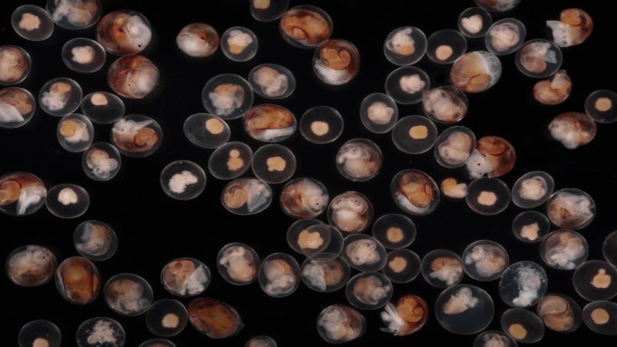A photo full of rough periwinkle snails embryos. The snails within the embryos appear a beige color which stands out against the black background.