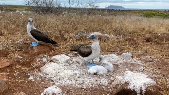 Two adult blue-footed boobies surrounded by dry vegetation are shown with two white, fluffy chicks in the center of a nest on the ground.