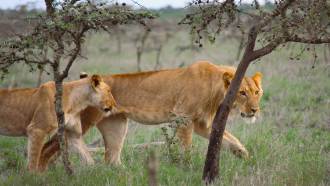 A photograph of two lionesses walking through the Ol Pejeta Conservancy in Kenya with minimal tree cover.