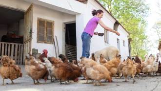 A fair-skinned woman with brown hair in a ponytail and wearing a purplish pink T-shirt and jeans is scattering corn for a flock of brown and tan chickens. A sheep with its head down and not visible stands at 1 o'clock to the woman. The scene takes place in front of a white building with light green trees in the background.