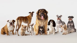 An assortment of dogs, some sitting and some standing, look at the camera. Shown breeds include a bulldog, a chihuahua, schnauzers and a Yorkshire terrier.