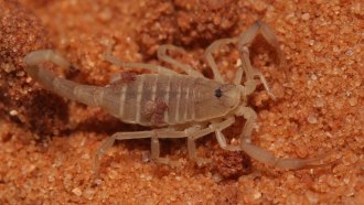 A photograph of a pseudoscorpion (Nannowithius wahrmani) hitching a ride on the back of a scorpion (Birulatus israelensis).
