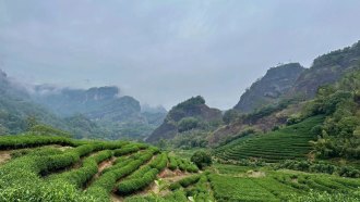Tea farm in China
