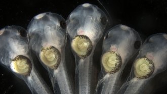 Five translucent tadpoles face upwards. Their intestines are seen in a yellow circle, right below their heads.