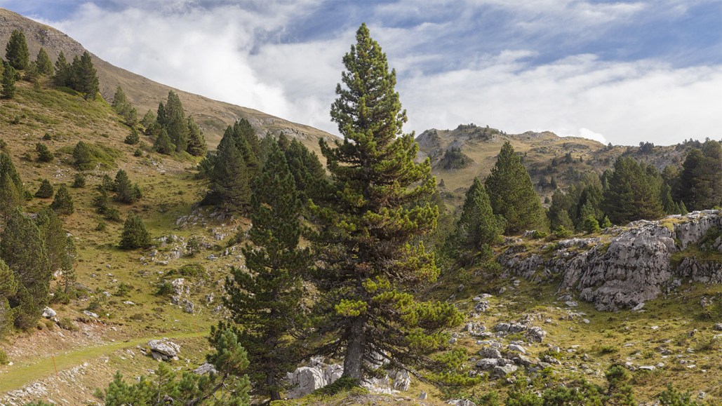 mountain pines in Pyrenees