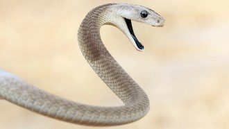 Picture of a black mamba snake raising its head with its mouth open