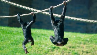 Two chimpanzees hang from a rope with two hands above a grassy field. Both are facing away from the camera.