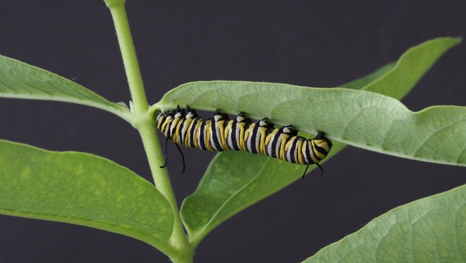 A photo of a monarch butterfly caterpillar on the underside of a leaf.