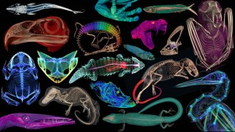 A multi-colored collage of 3-D scans of the insides of 18 vertebrates.