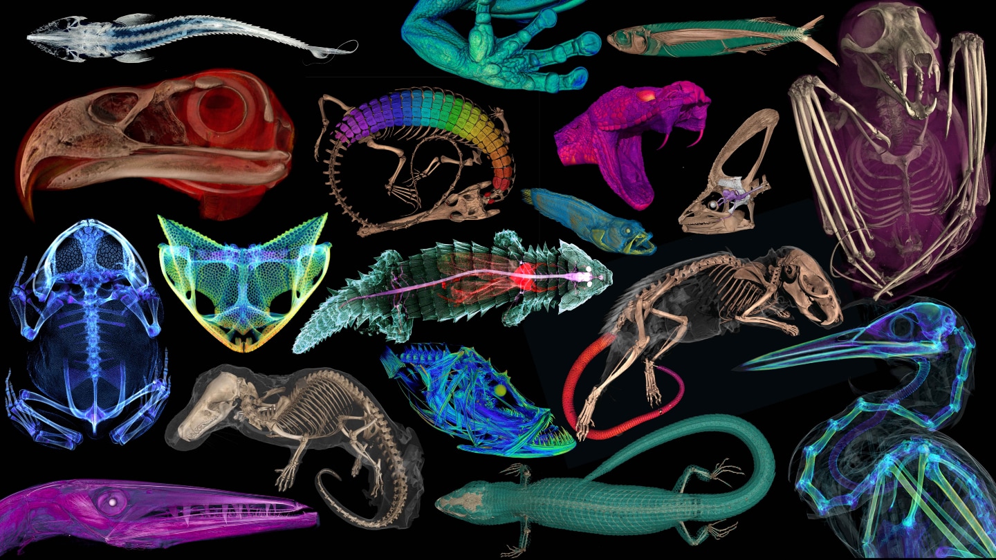 A multi-colored collage of 3-D scans of the insides of 18 vertebrates.