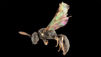 A female Hylaeus bee appears black with iridescent wings.