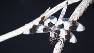 dragonfly with wax coat