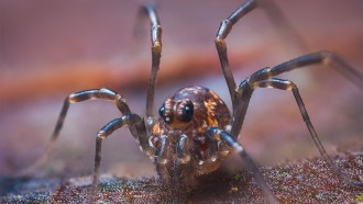 A macroscopic image of a daddy longlegs spider. Two eyes in the front of the head are clearly visible.