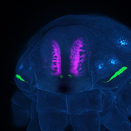 a fluorescent microscope image of a daddy longlegs embryo shows two main eyes in the front of the head (magenta) and two sets of vestigial eyes (green), one pair in the front of the head and one pair on the side.