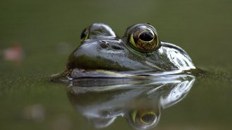 An American bullfrog peeks out of the water