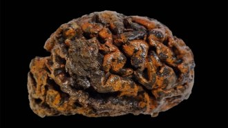 A photograph of a preserved brain that is dark brown and orangish and appears rock hard