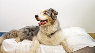 A white, gray and tan dog with electrodes on its head lies on a bed