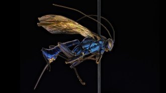 A pinned speciment of a Darwin wasp with a brilliant blue body.