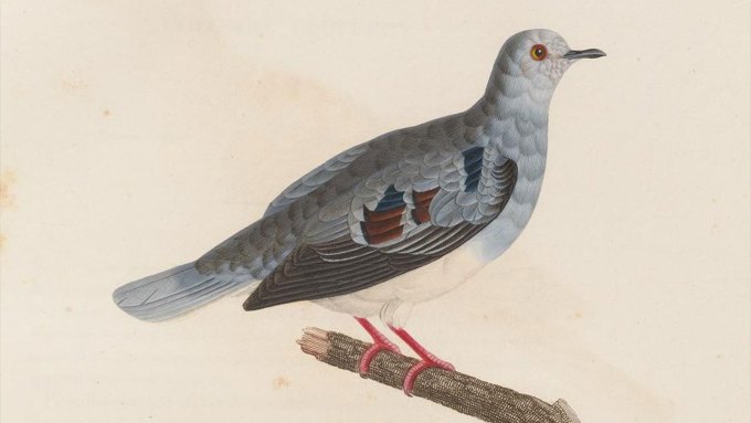 an illustration of the purple-winged ground dove