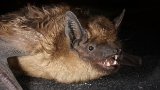 A close-up of the face and upper body of a furry brown serotine bat.