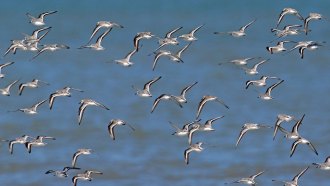image of a flock of white and black sanderling birds