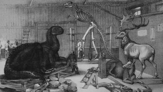 A black-and-white drawing of a dinosaur skeleton and prehistoric animal models in Benjamin Waterhouse Hawkins' Central Park workshop