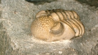 A photo of a trilobite fossil